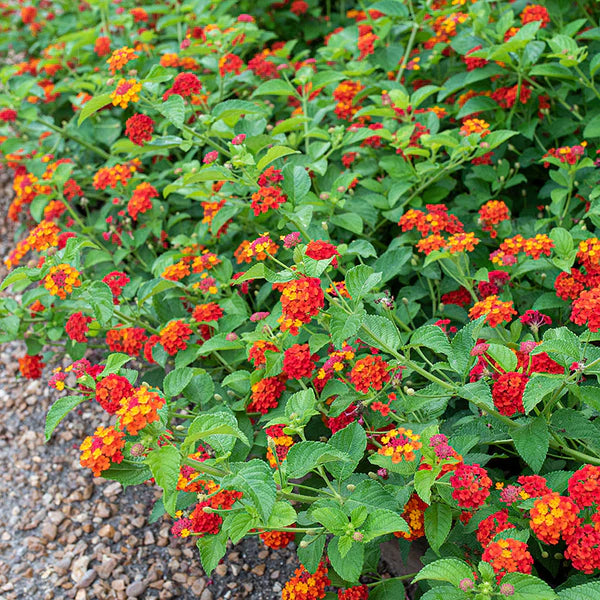 Lantana Flower Seed for Planting 100 - Flower for planting in home garden